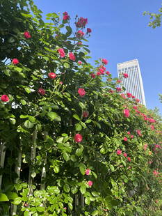 月季花