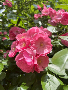 月季花