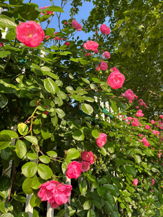 月季花