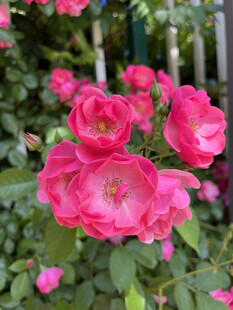 月季花