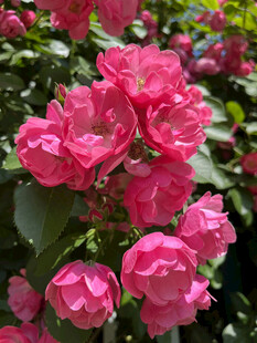月季花