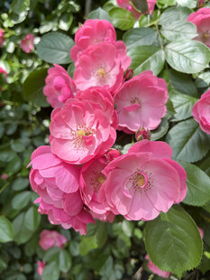 月季花