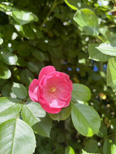 月季花