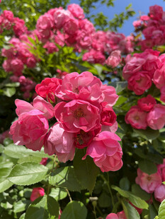 月季花