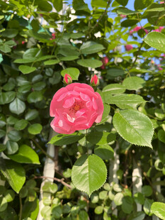 月季花