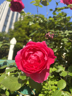月季花
