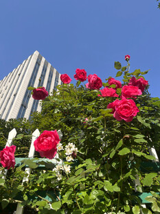 月季花