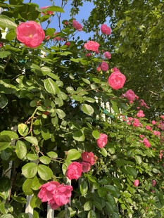 月季花