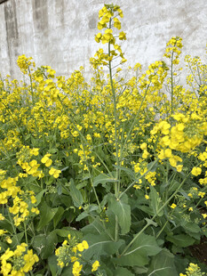 油菜花