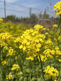 油菜花