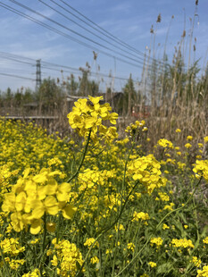 油菜花