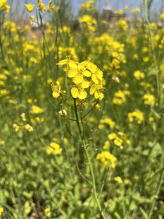 油菜花