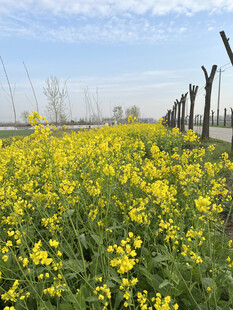 油菜花
