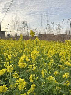 油菜花