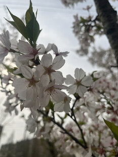东京樱花