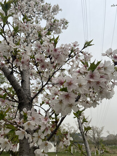 东京樱花