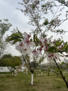 东京樱花
