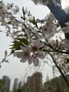 东京樱花