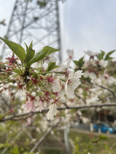 东京樱花