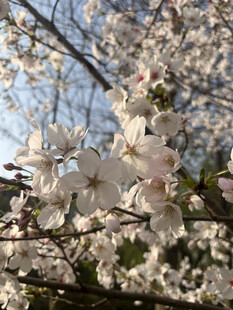 东京樱花