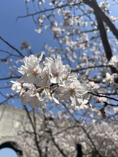 东京樱花