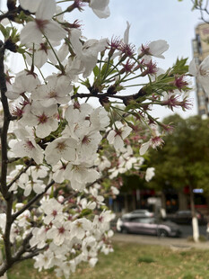 东京樱花