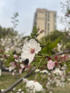 东京樱花