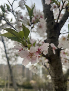 东京樱花