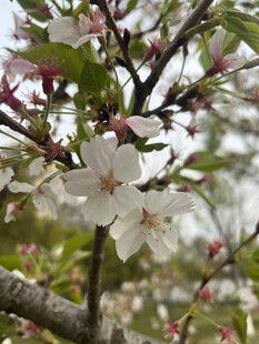 东京樱花