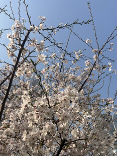 东京樱花