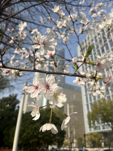 东京樱花