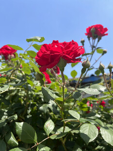 月季花
