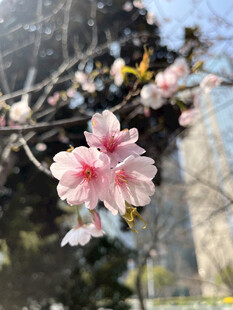 东京樱花