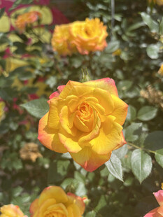 月季花