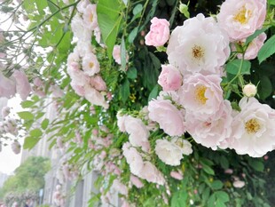 蔷薇花