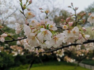 东京樱花