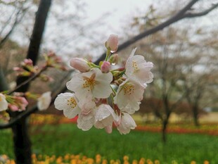 东京樱花