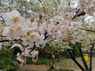 东京樱花