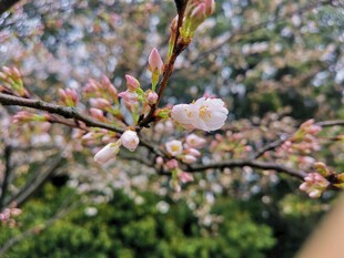 东京樱花