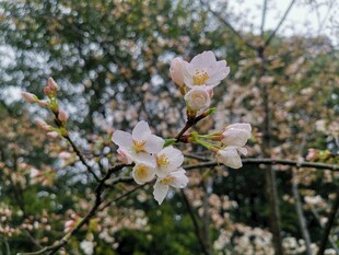 东京樱花