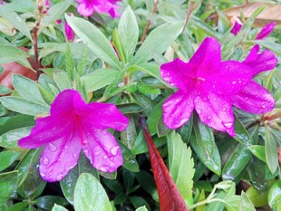 杜鹃花 