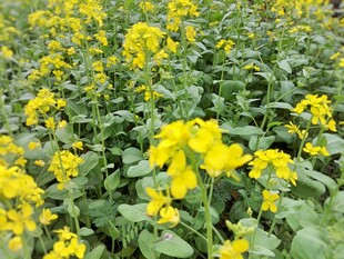 油菜花