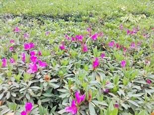 杜鹃花 