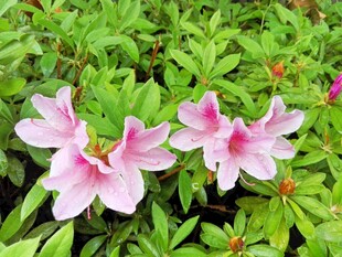 海棠花 
