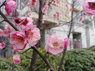 腊梅花