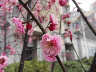 腊梅花