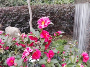 山茶花