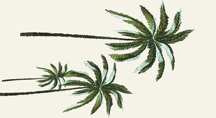 定位花 椰树