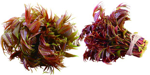 香椿素材香棒芽