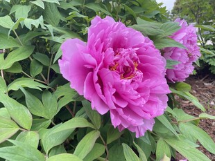 牡丹花